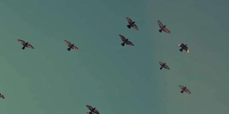 从绿茵场到篮球馆：足球与篮球赛事碳中和路径全解析