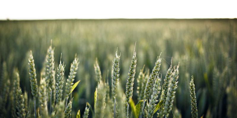 体育资讯新浪潮:篮球如何成为运动社区的灵魂纽带?